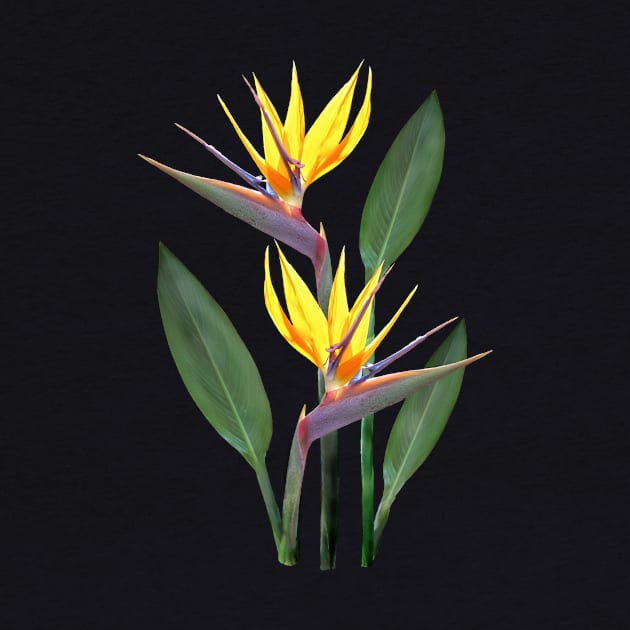 Strelitzia a Tropical Flower in Kenya - Africa by T-SHIRTS UND MEHR